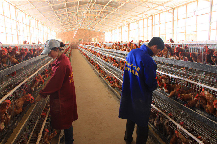 高锰酸钾在畜牧养殖（肉鸡）中的应用