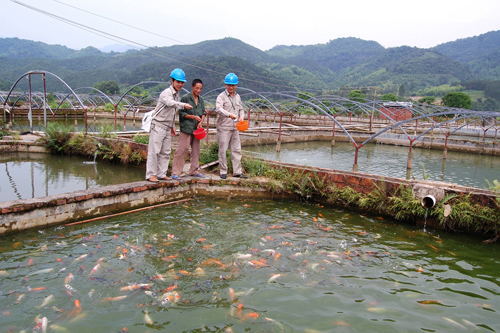 高锰酸钾 水产养殖 高锰酸钾 水产养殖