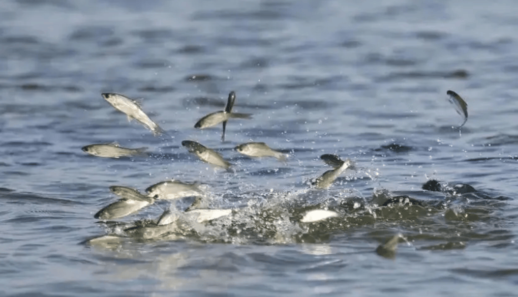 高錳酸鉀 水產(chǎn)